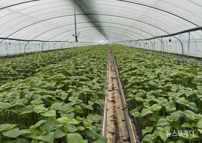 잎들깨 수경재배 포장