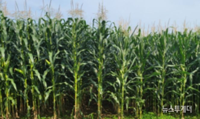 국산 사료용 옥수수 품종(광평옥2호, 광평옥 )