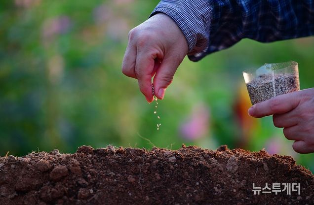 제1회 국립종자원 종자사진 공모전 수상작(대상(농식품부장관상) 수상자 : 강미자 작품명 : 참깨씨 뿌리기)