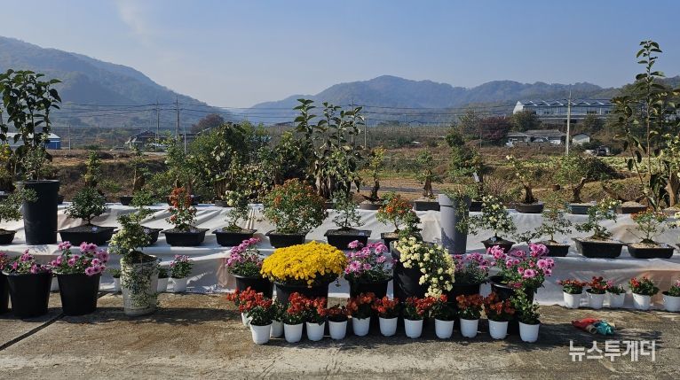 충주시 관산마을 국화전시회 개최(진열된 국화 사진)