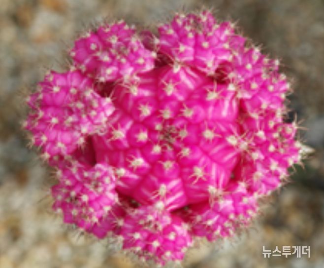 2025년 접목선인장 육성계통 평가회(평가 품종 '연빛')