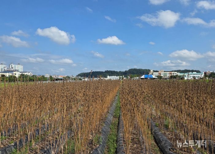 참깨 논 재배
