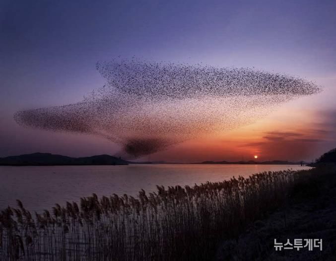 서천군, ‘2025 서천철새여행’ 29~30일 개최