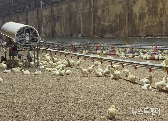 병아리 보온을 위한 열풍기 운영