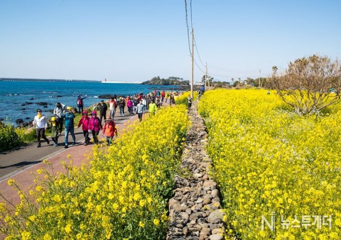 서귀포 유채꽃국제걷기대회