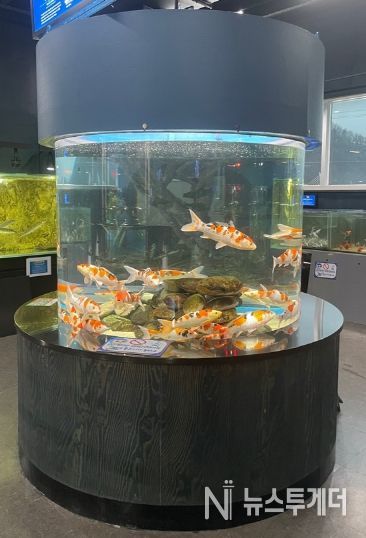 충북아쿠아리움, 우수 형질 비단잉어 ‘대정삼색’ 특별 전시