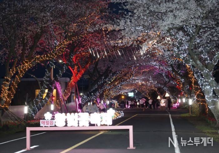 애월읍 왕벚꽃 축제